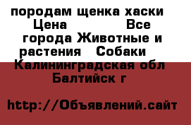 породам щенка хаски › Цена ­ 10 000 - Все города Животные и растения » Собаки   . Калининградская обл.,Балтийск г.